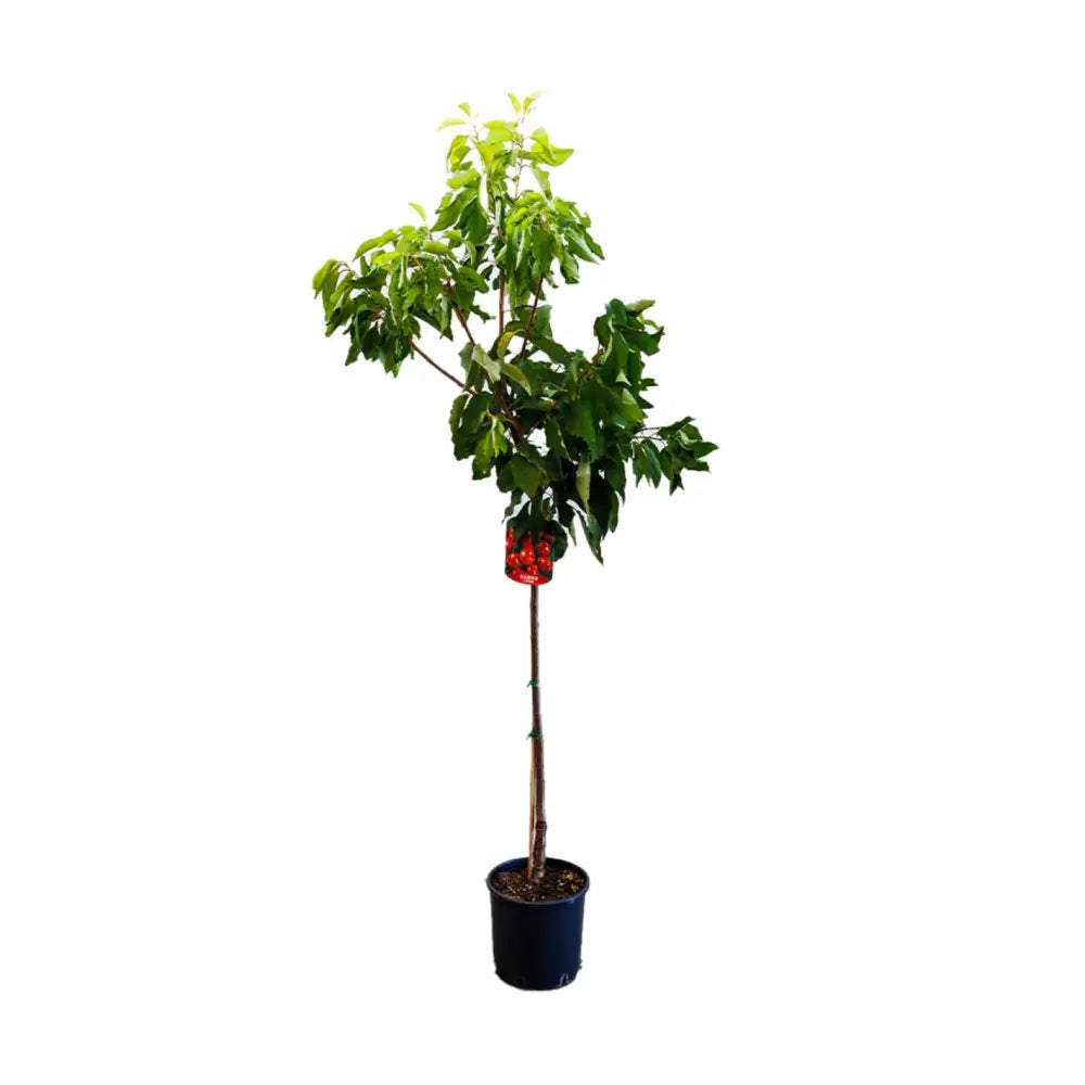 Cires (Prunus Avium) Grace Star cu fructe dulci rosii-lucioase, an 2 pe rod