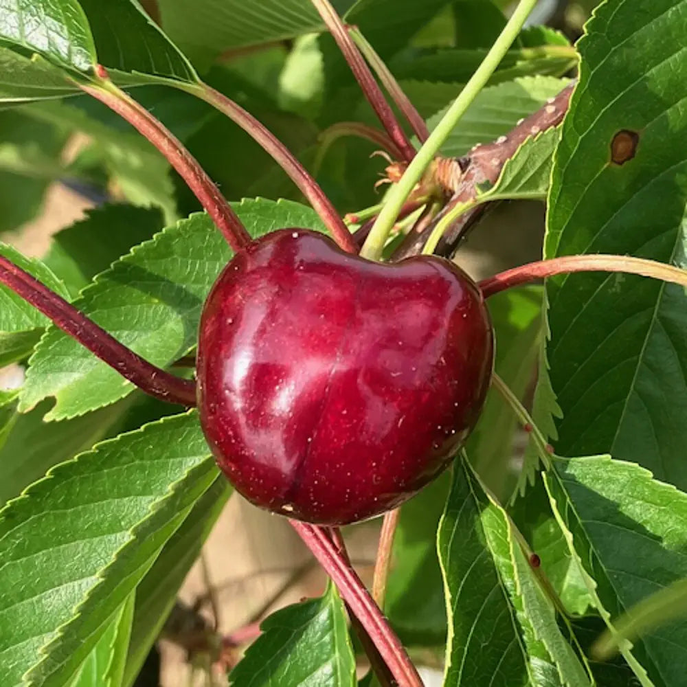 Cires (Prunus Avium) Grace Star cu fructe dulci rosii-lucioase, an 2 pe rod