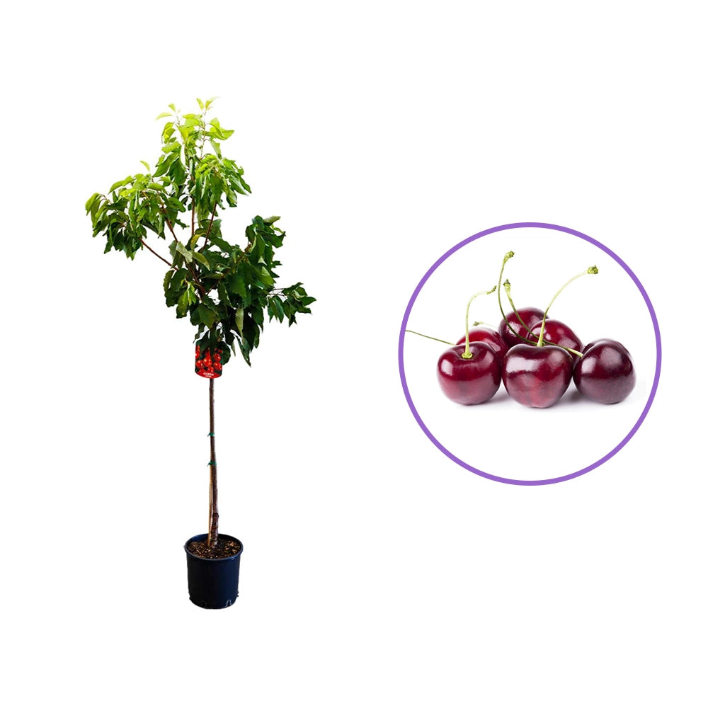 Cires (Prunus Avium) Grace Star cu fructe dulci rosii-lucioase, an 2 pe rod