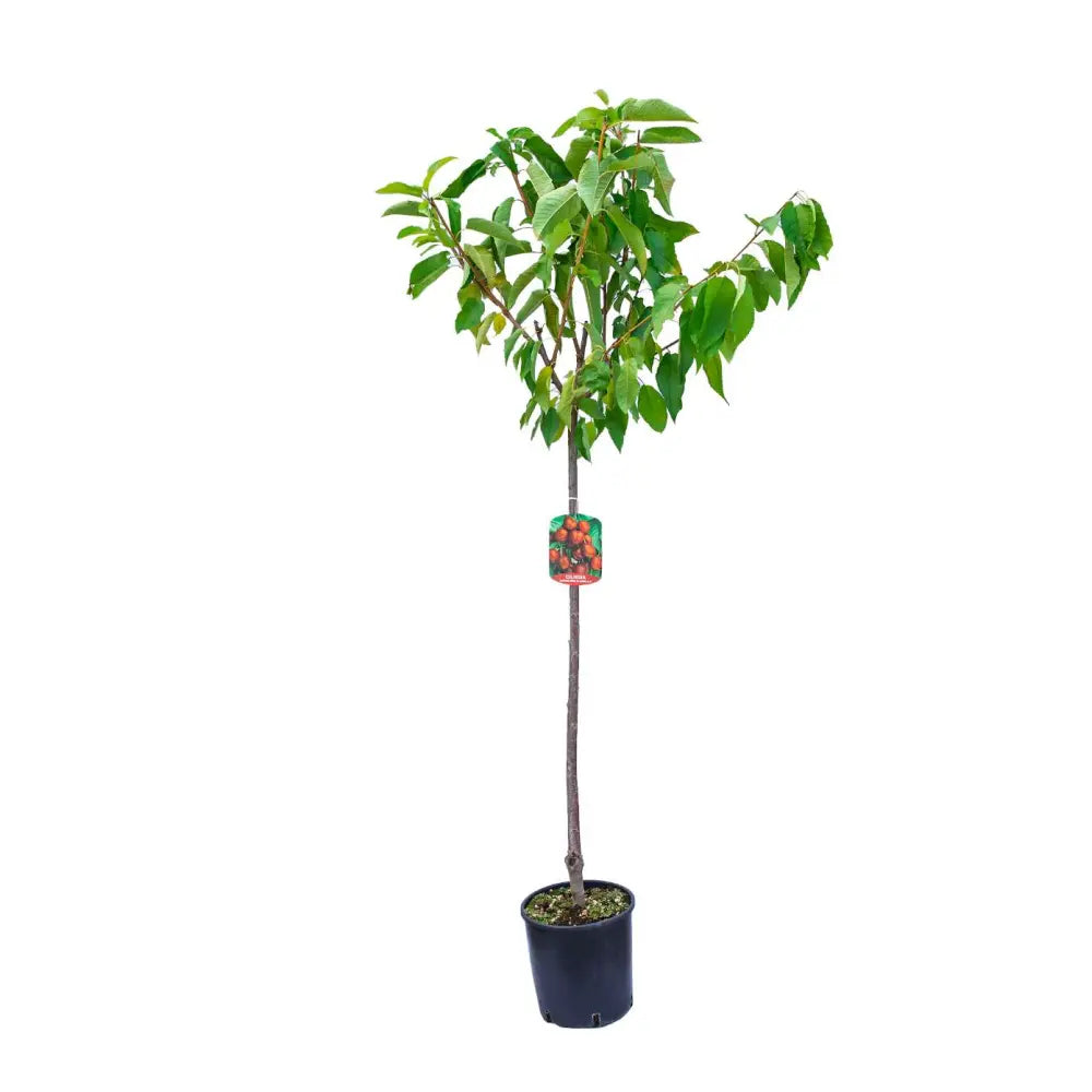 Cires (Prunus Avium) Mora Di Cazzano cu fructe dulci negre, an 2 pe rod