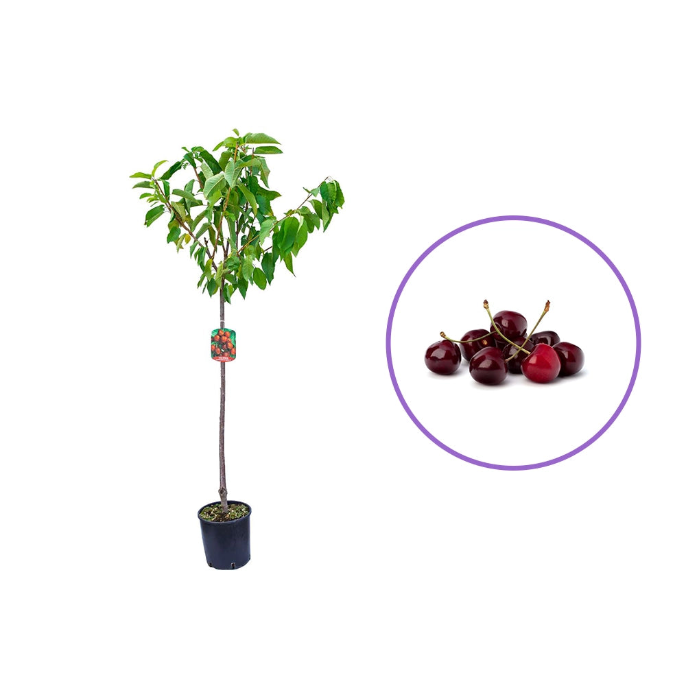 Cires (Prunus Avium) Mora Di Cazzano cu fructe dulci negre, an 2 pe rod