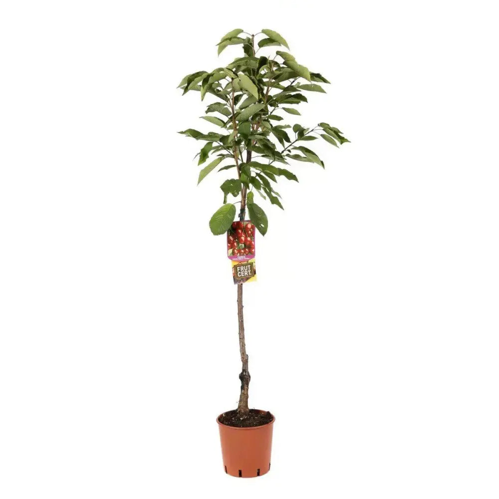 Cires (Prunus Avium) Black Star cu fructe dulci rosii-negre, an 2 pe rod