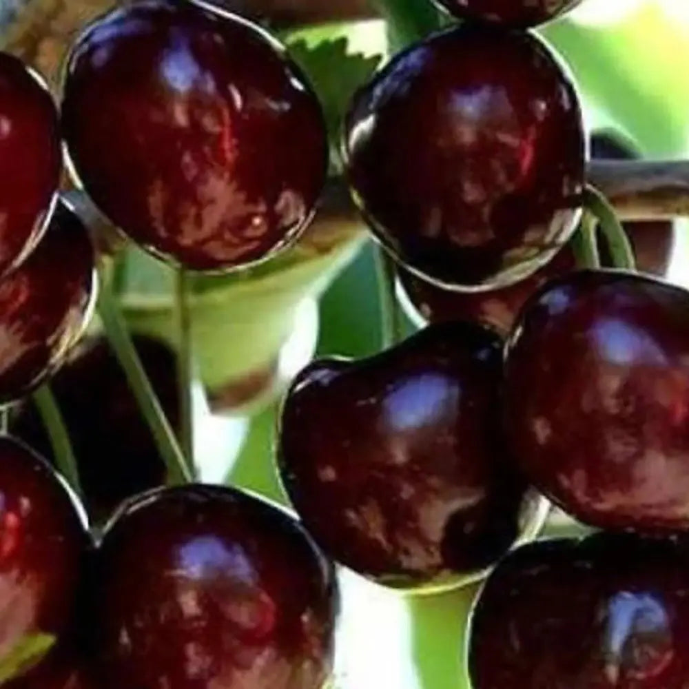 Cires (Prunus Avium) Black Star cu fructe dulci rosii-negre, an 2 pe rod