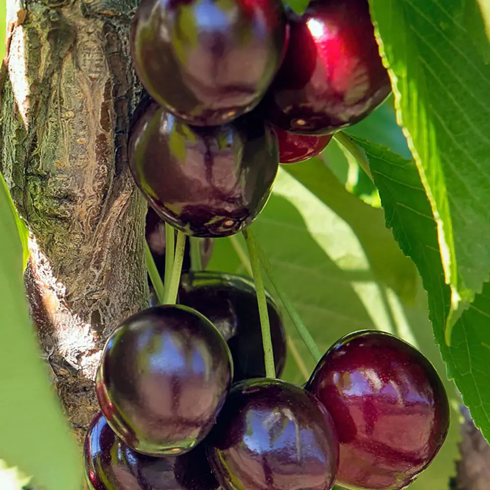 Cires (Prunus Avium) Black Star cu fructe dulci rosii-negre, an 2 pe rod