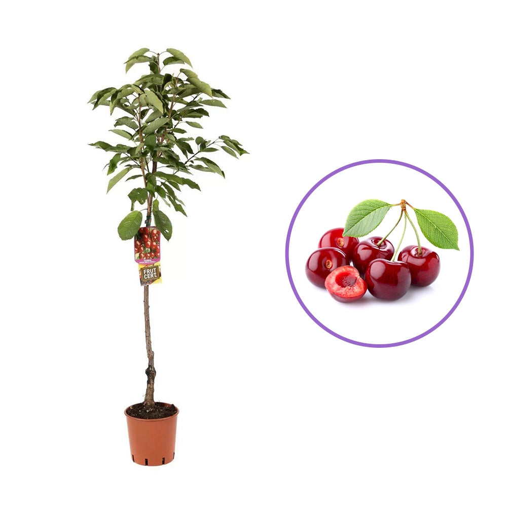 Cires (Prunus Avium) Black Star cu fructe dulci rosii-negre, an 2 pe rod