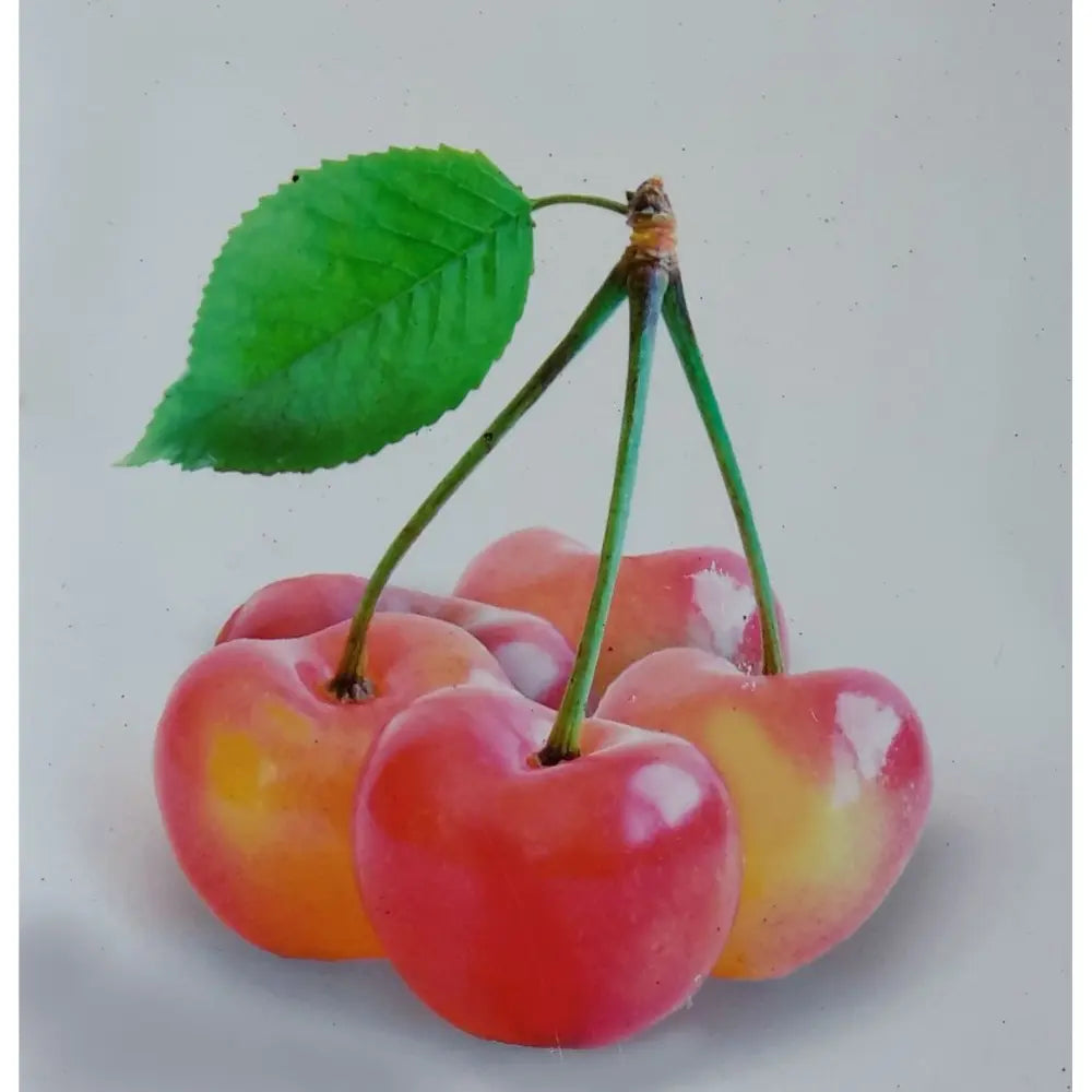 Cires (Prunus Avium) Napoleon cu fructe dulci galbene-rosii, an 2 pe rod