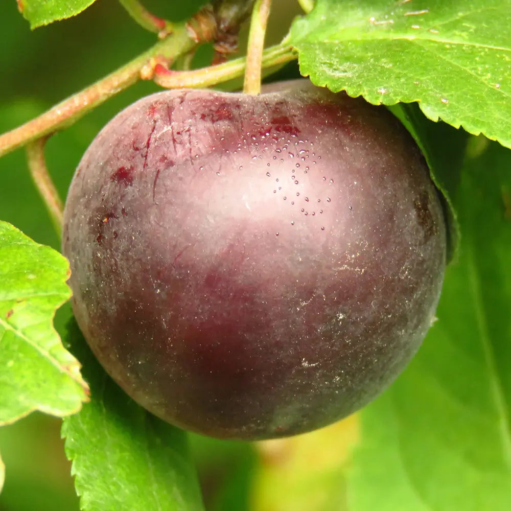 Prun Angeleno (Prunus Domestica), cu fructe dulci negre, an 2 pe rod