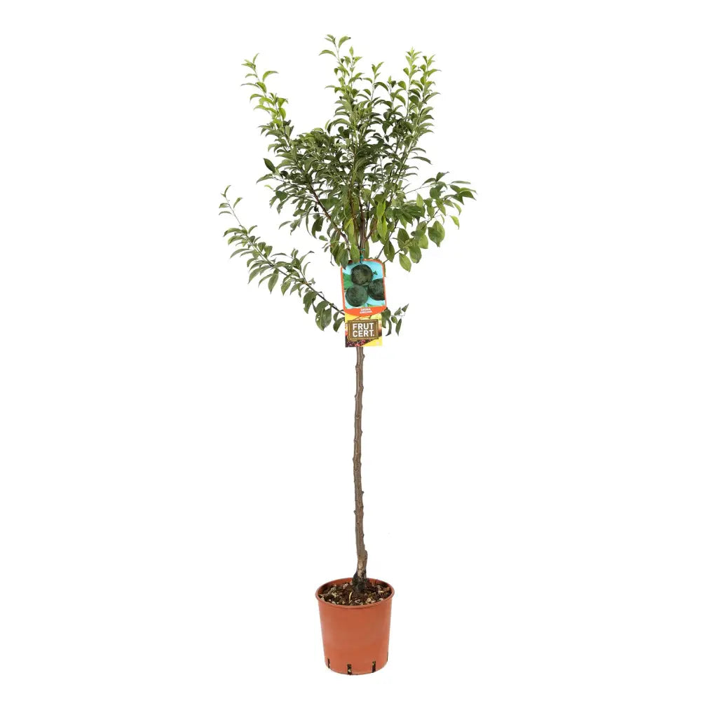 Prun Angeleno (Prunus Domestica), cu fructe dulci negre, an 2 pe rod