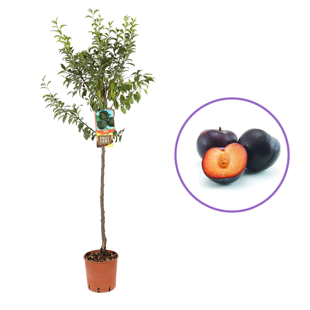 Prun Angeleno (Prunus Domestica), cu fructe dulci negre, an 2 pe rod