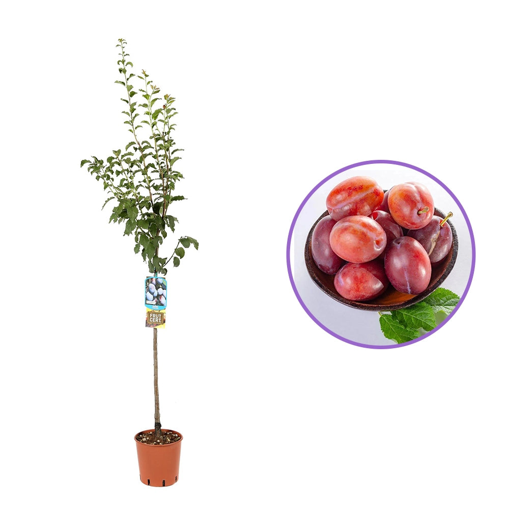 Prun Anna Spaeth (Prunus Domestica), cu fructe dulci rosii-violet, an 2 pe rod