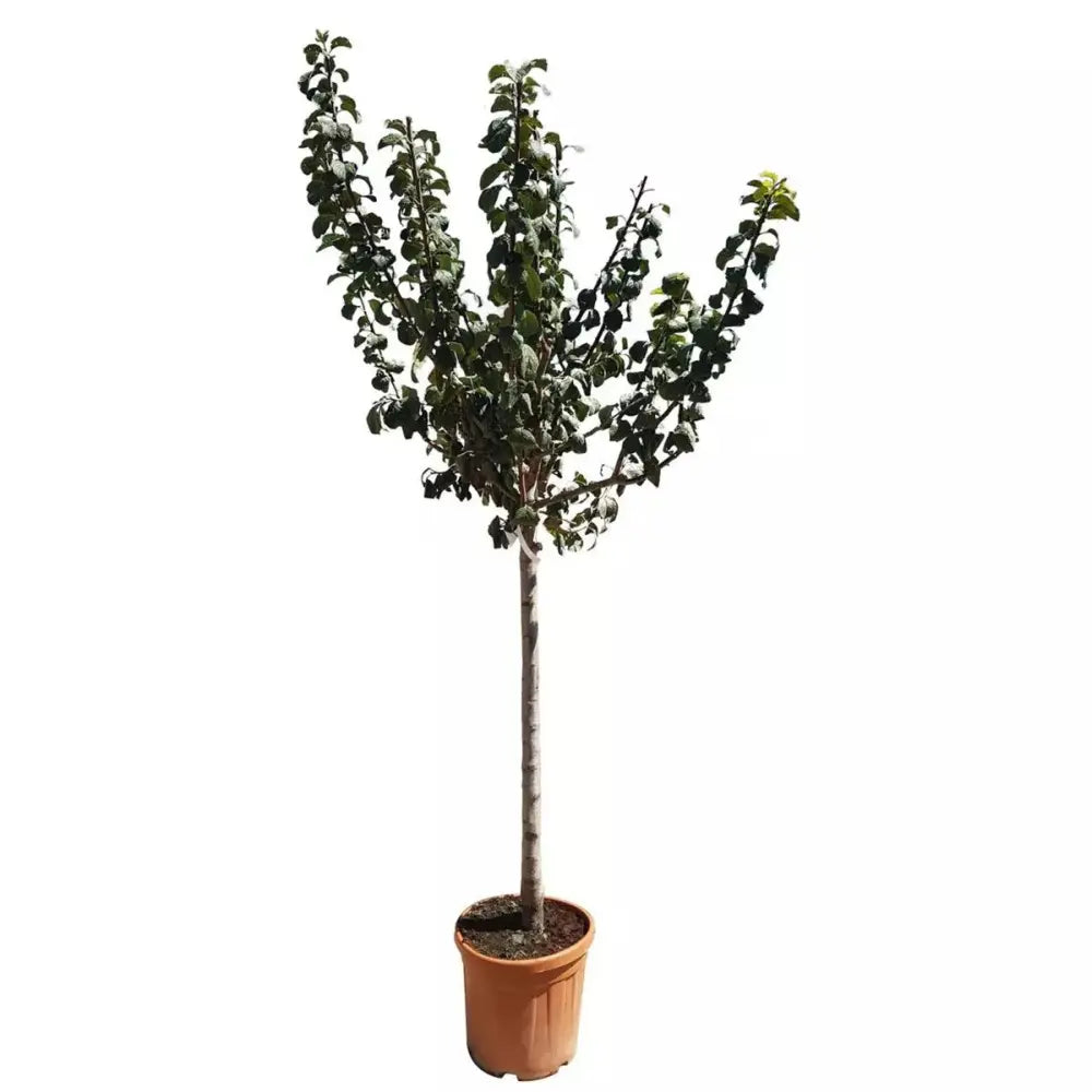 Prun Black Amber (Prunus Domestica), cu fructe dulci negre-violet, an 2 pe rod