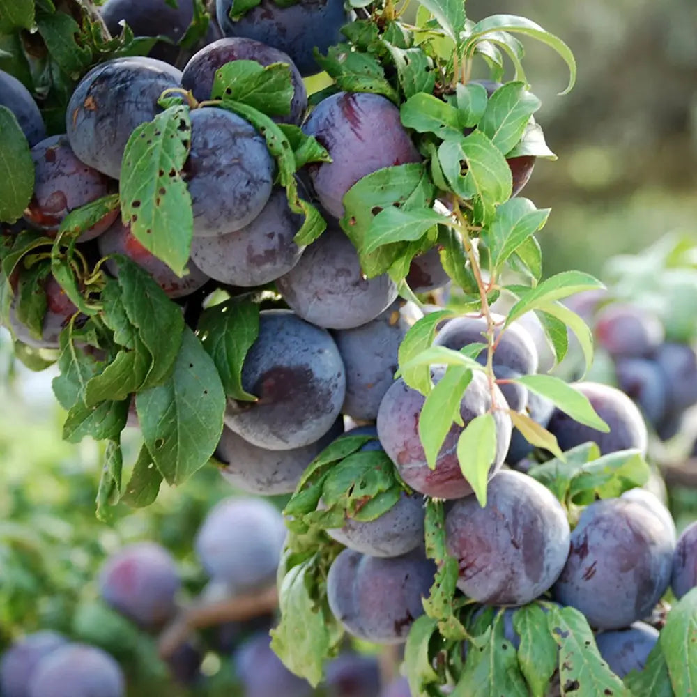 Prun Black Amber (Prunus Domestica), cu fructe dulci negre-violet, an 2 pe rod