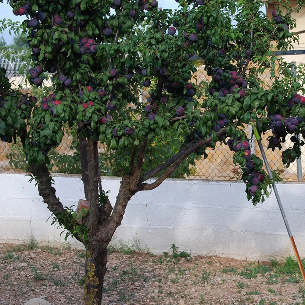 Prun Black Amber (Prunus Domestica), cu fructe dulci negre-violet, an 2 pe rod