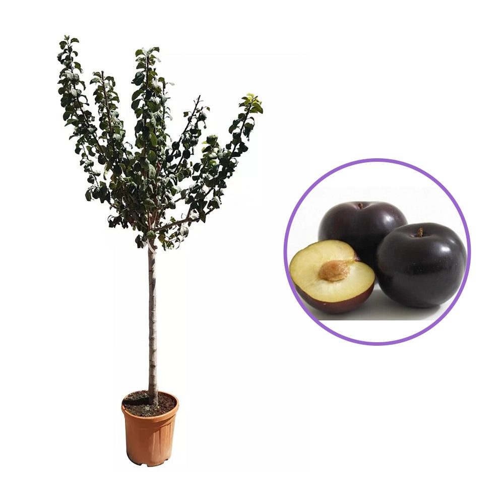 Prun Black Amber (Prunus Domestica), cu fructe dulci negre-violet, an 2 pe rod