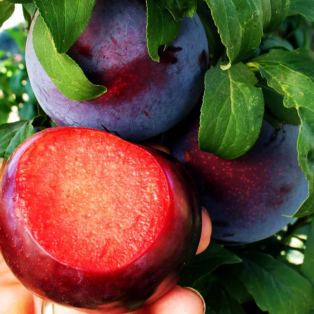 Prun Black Diamond (Prunus Domestica), cu fructe dulci negre-violet, an 2 pe rod