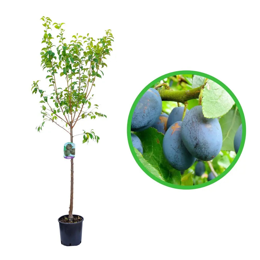 Prun Blufree (Prunus Domestica), cu fructe dulci albastru-inchis, an 2 pe rod