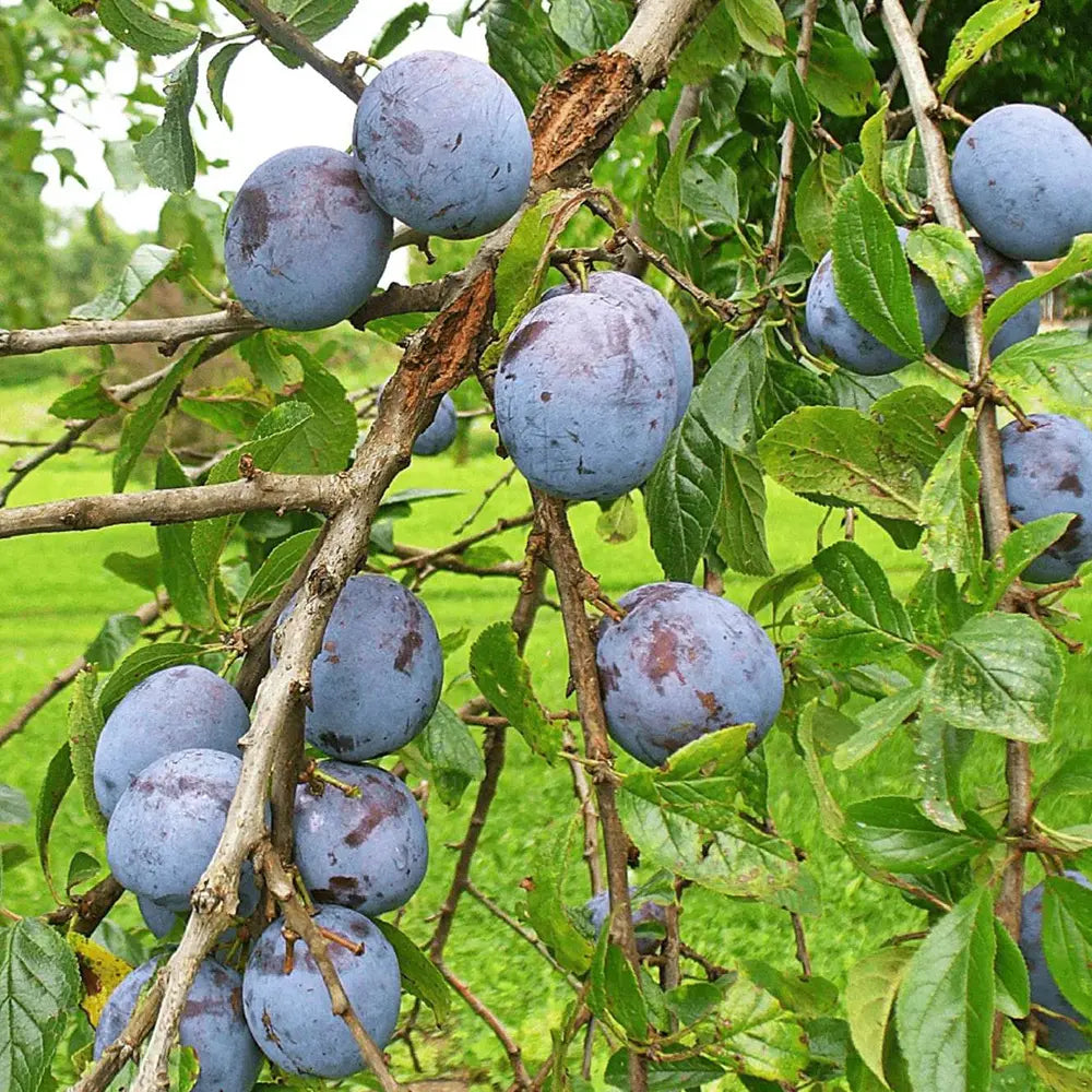 Prun Blufree (Prunus Domestica), cu fructe dulci albastru-inchis, an 2 pe rod