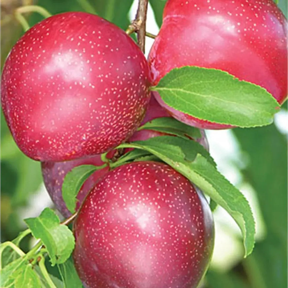 Prun Fortune (Prunus Domestica), cu fructe dulci violet-rosiatic, an 2 pe rod