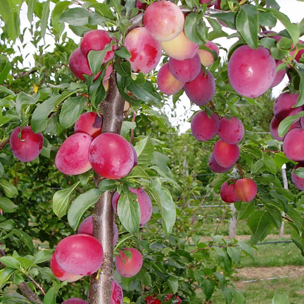 Prun Fortune (Prunus Domestica), cu fructe dulci violet-rosiatic, an 2 pe rod