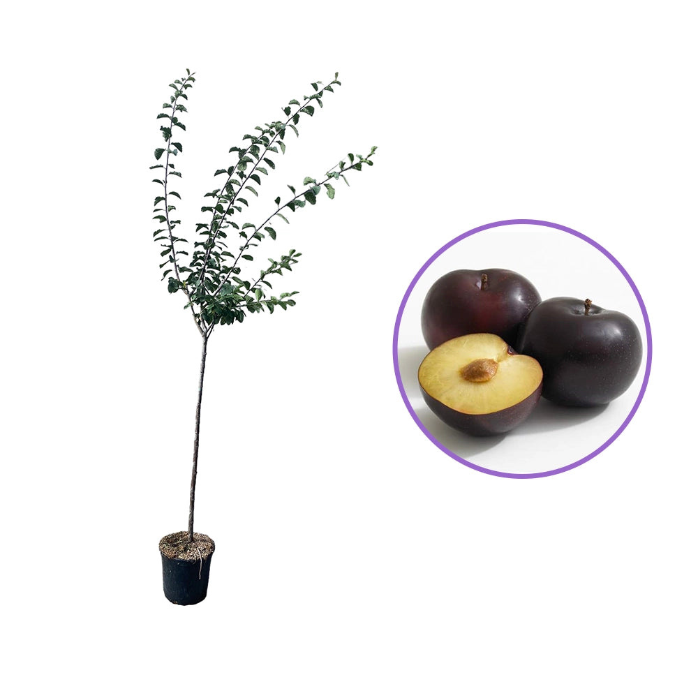 Prun Friar (Prunus Domestica), cu fructe dulci mov-inchis, an 2 pe rod