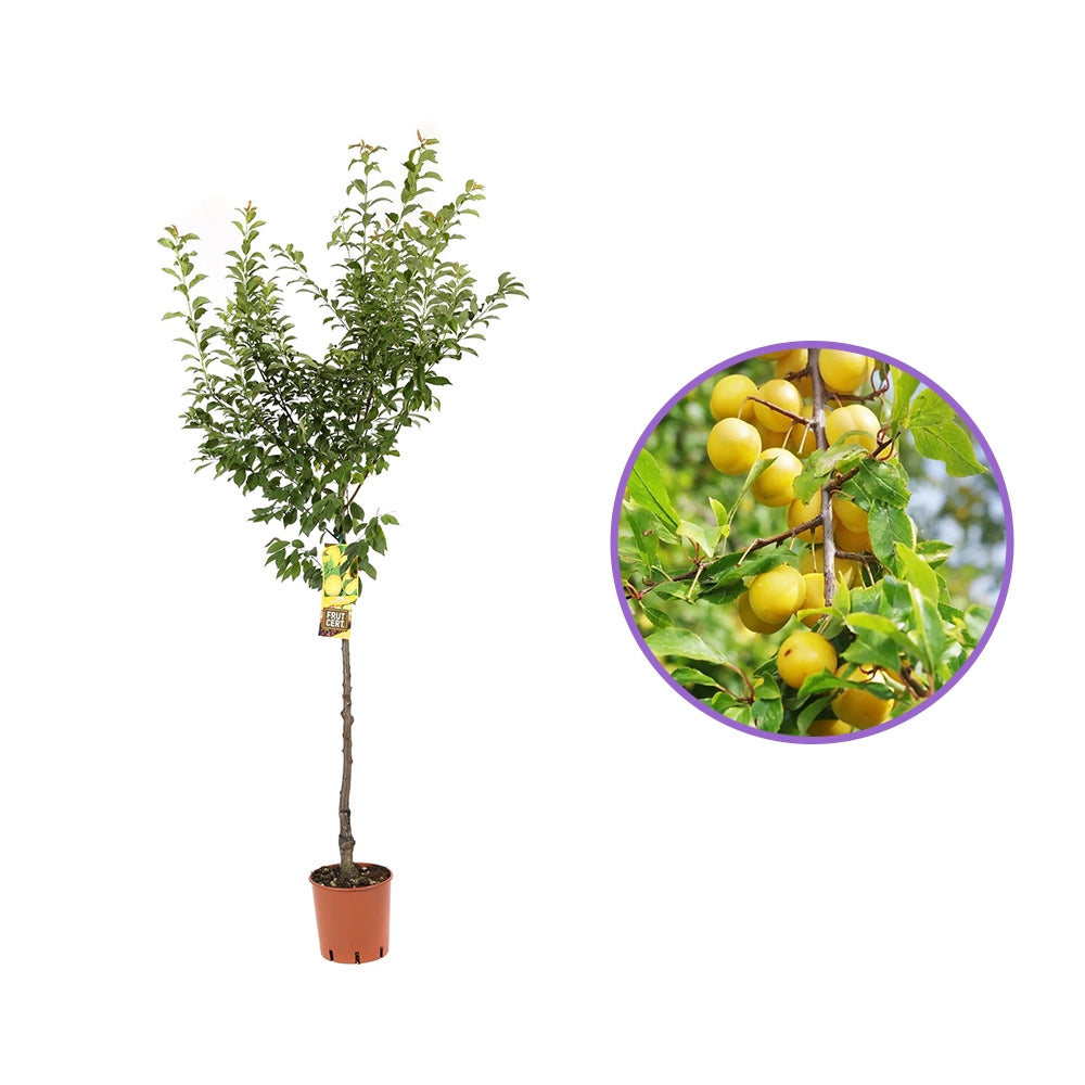 Prun Goccia D'Oro (Prunus Domestica), cu fructe dulci galbene, an 2 pe rod