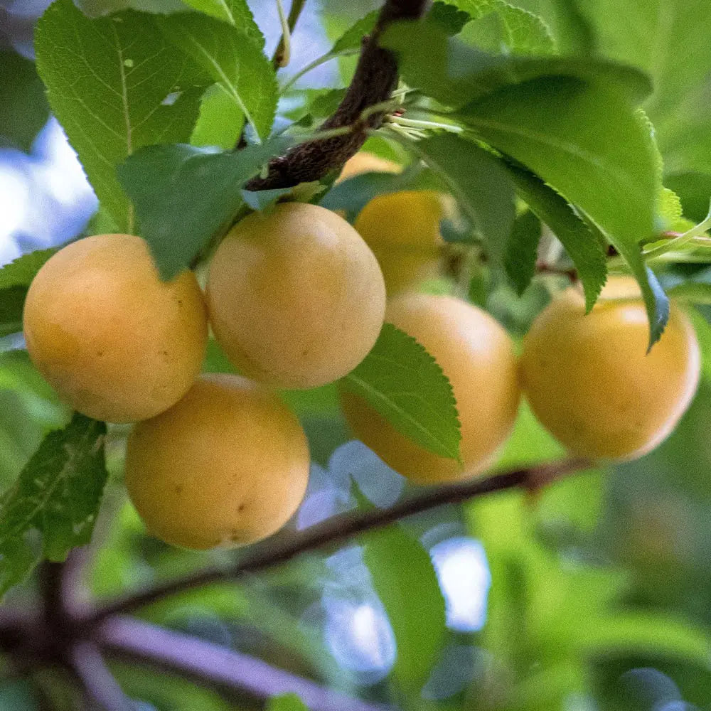 Prun Regina Claudia Gialla (Prunus Domestica), cu fructe dulci galbene, an 2 pe rod