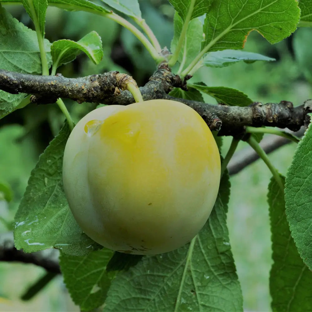 Prun Regina Claudia Verde (Prunus Domestica), cu fructe dulci verzi-galbene, an 2 pe rod