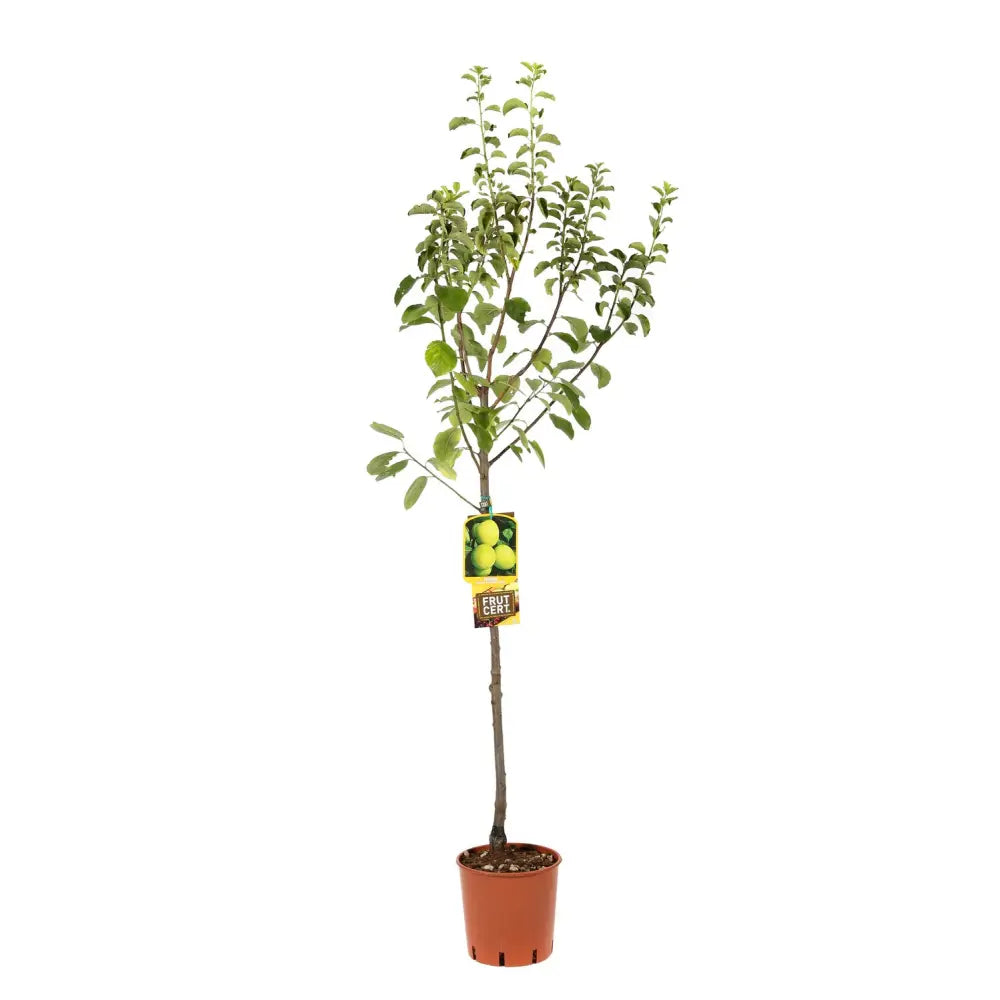 Prun Regina Claudia Verde (Prunus Domestica), cu fructe dulci verzi-galbene, an 2 pe rod