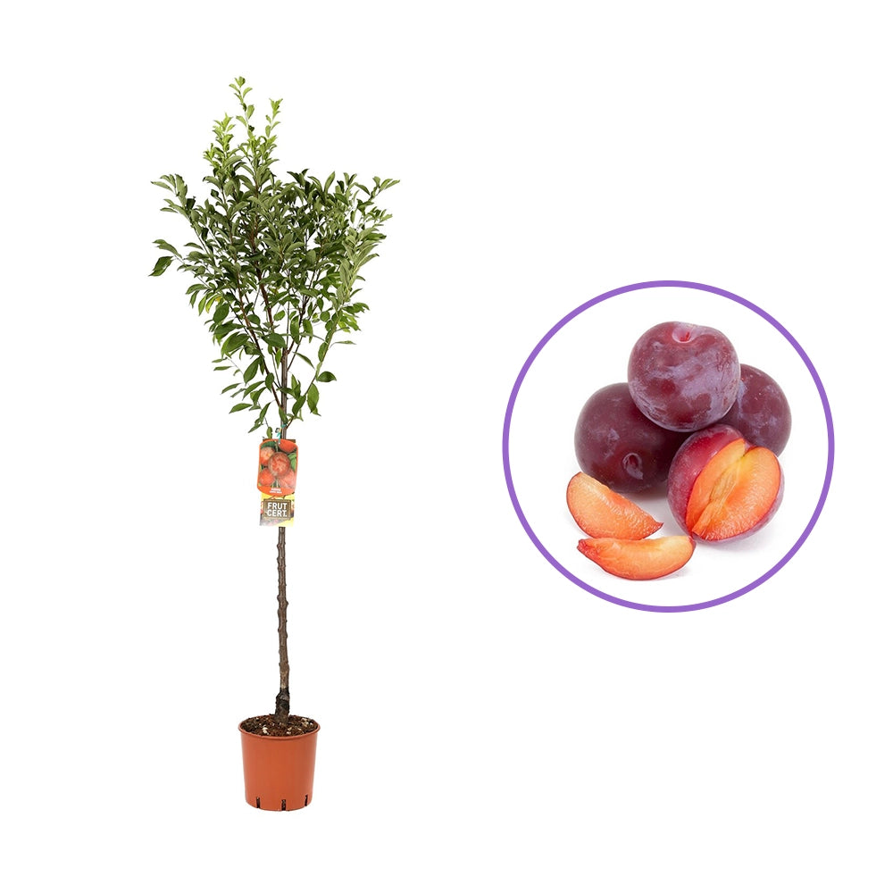 Prun Santa Rosa (Prunus Domestica), cu fructe dulci violet-rosiatice, an 2 pe rod