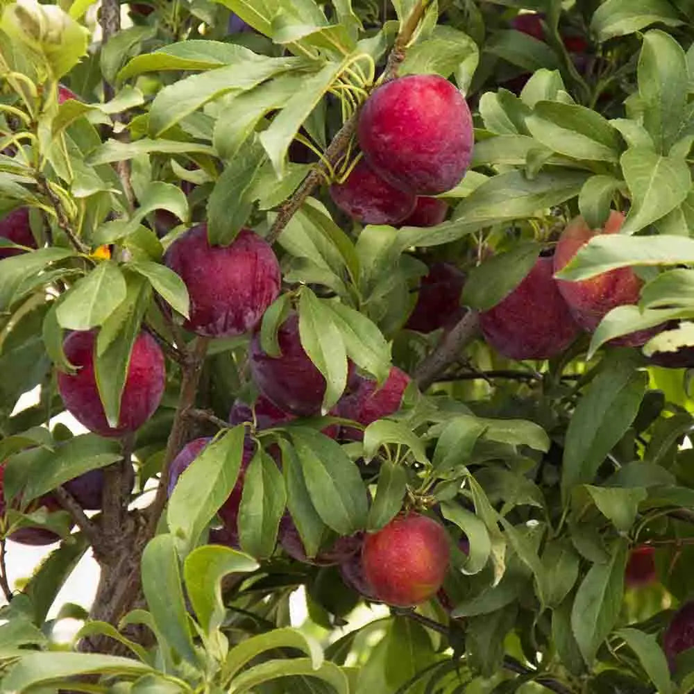 Prun Santa Rosa (Prunus Domestica), cu fructe dulci violet-rosiatice, an 2 pe rod