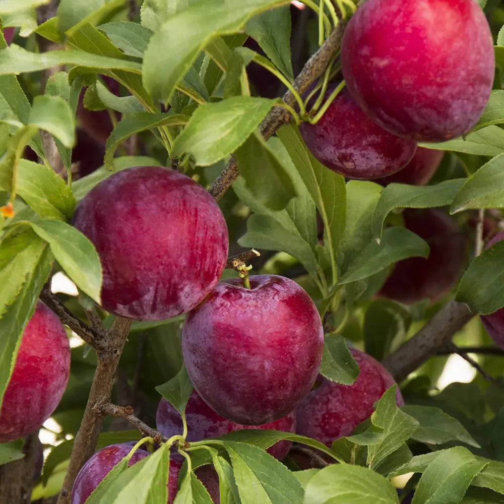 Prun Santa Rosa (Prunus Domestica), cu fructe dulci violet-rosiatice, an 2 pe rod