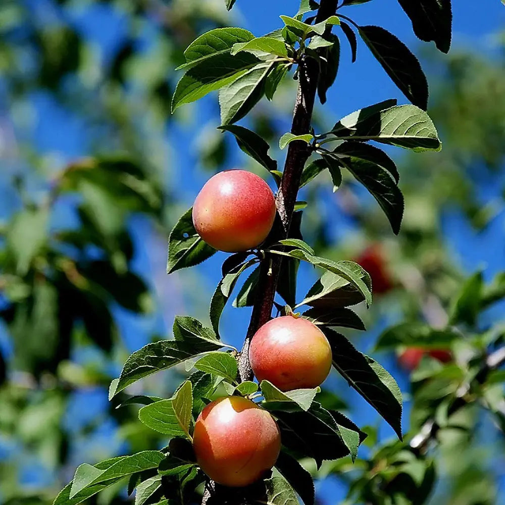 Prun Sorriso Di Primavera (Prunus Domestica), cu fructe dulci galbene-rosiatice, an 2 pe rod