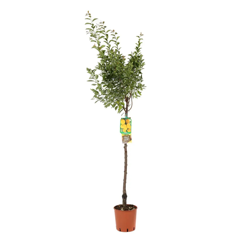 Prun Sorriso Di Primavera (Prunus Domestica), cu fructe dulci galbene-rosiatice, an 2 pe rod