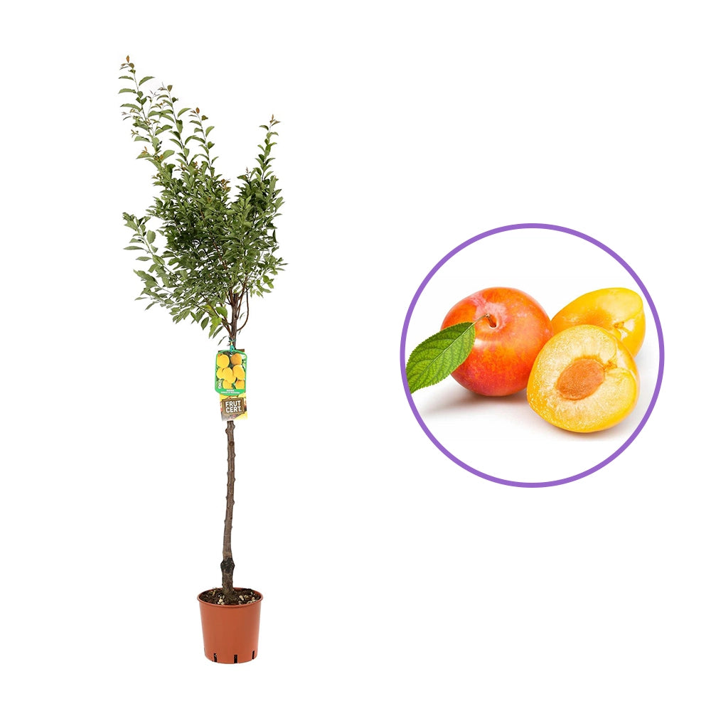 Prun Sorriso Di Primavera (Prunus Domestica), cu fructe dulci galbene-rosiatice, an 2 pe rod