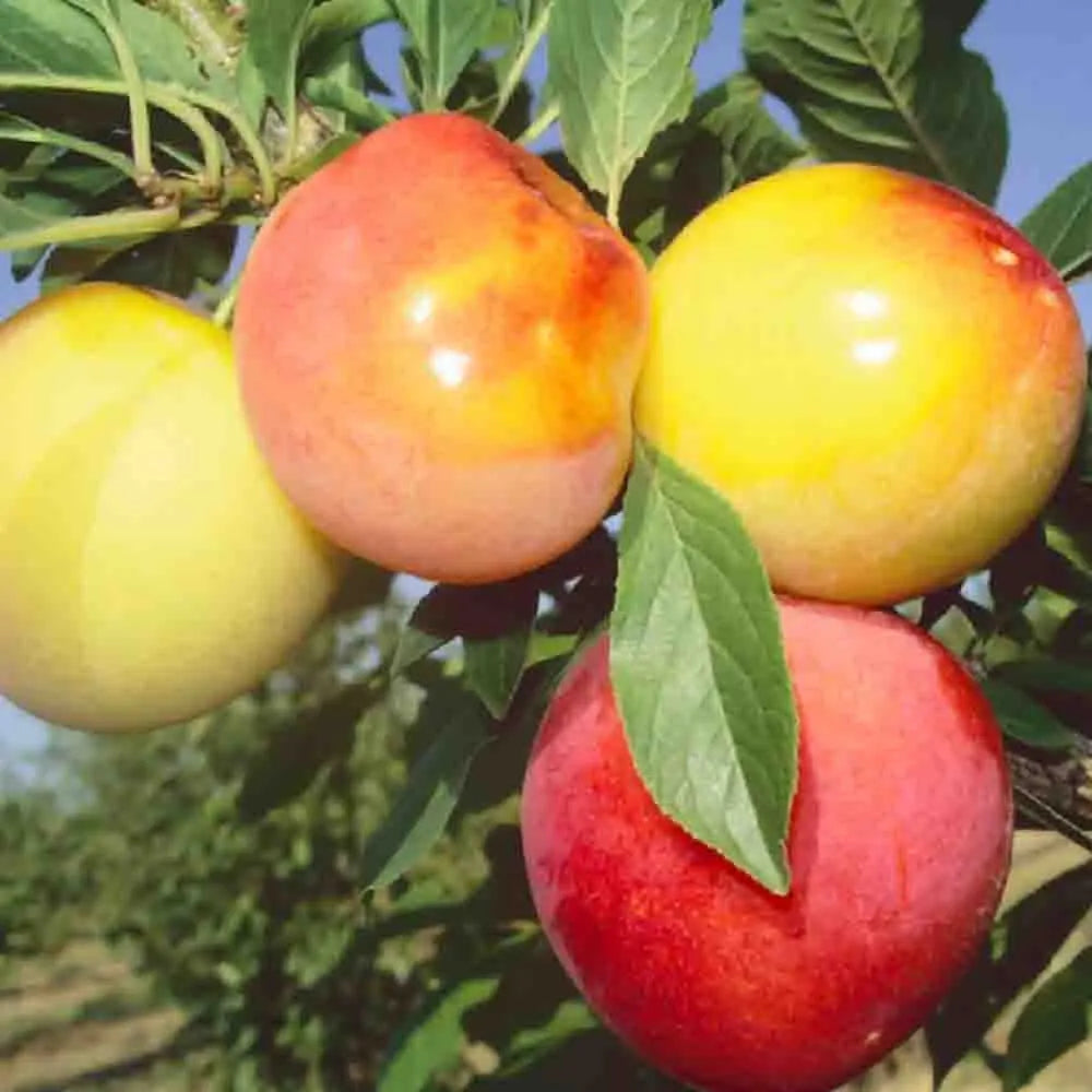 Prun Sorriso Di Primavera (Prunus Domestica), cu fructe dulci galbene-rosiatice, an 2 pe rod