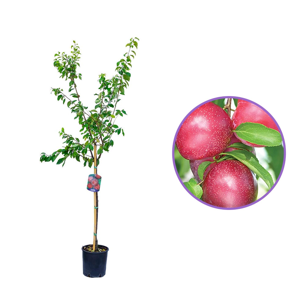 Prun Fortune (Prunus Domestica), cu fructe dulci violet-rosiatic, an 2 pe rod