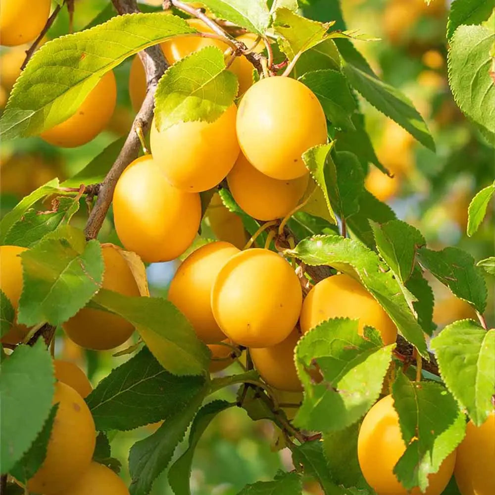 Prun Golden Plum (Prunus Domestica), cu fructe dulci galbene-aurii, an 2 pe rod