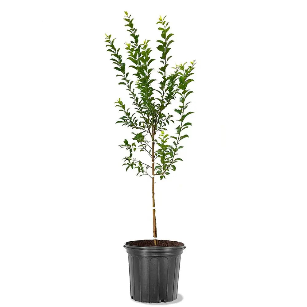 Prun Golden Plum (Prunus Domestica), cu fructe dulci galbene-aurii, an 2 pe rod