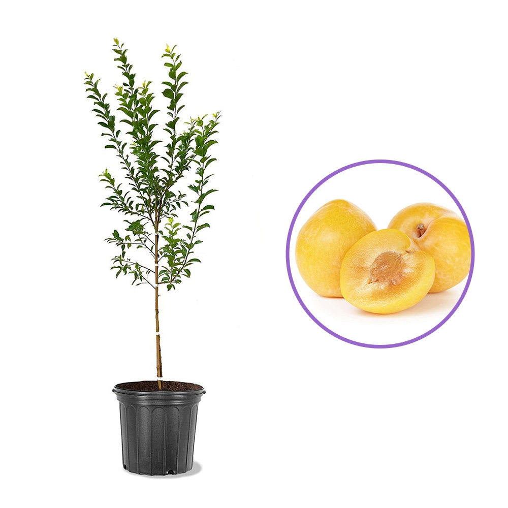 Prun Golden Plum (Prunus Domestica), cu fructe dulci galbene-aurii, an 2 pe rod