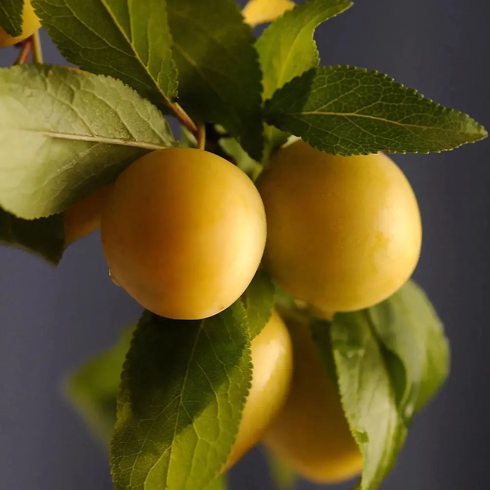 Prun Golden Plum (Prunus Domestica), cu fructe dulci galbene-aurii, an 2 pe rod