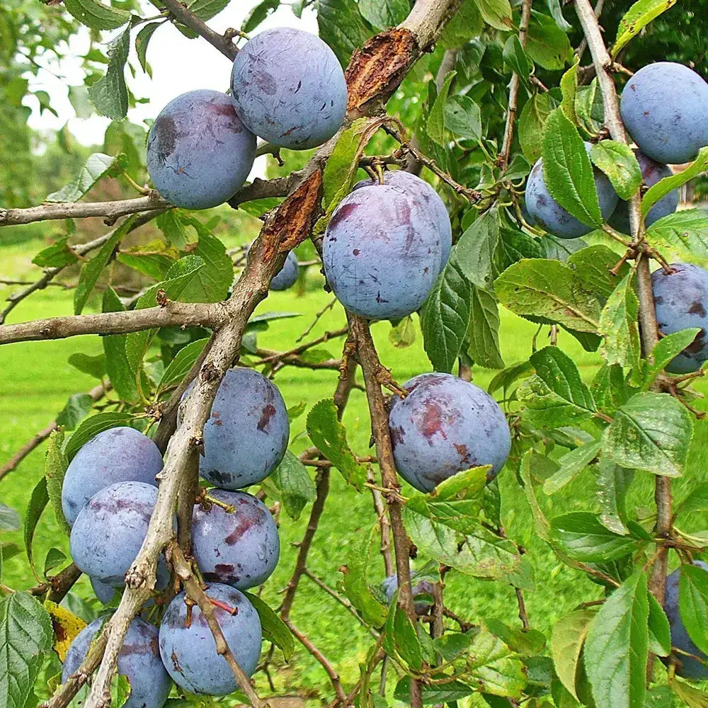 Prun Grossa Di Felisio (Prunus Domestica), cu fructe dulci mov, an 2 pe rod