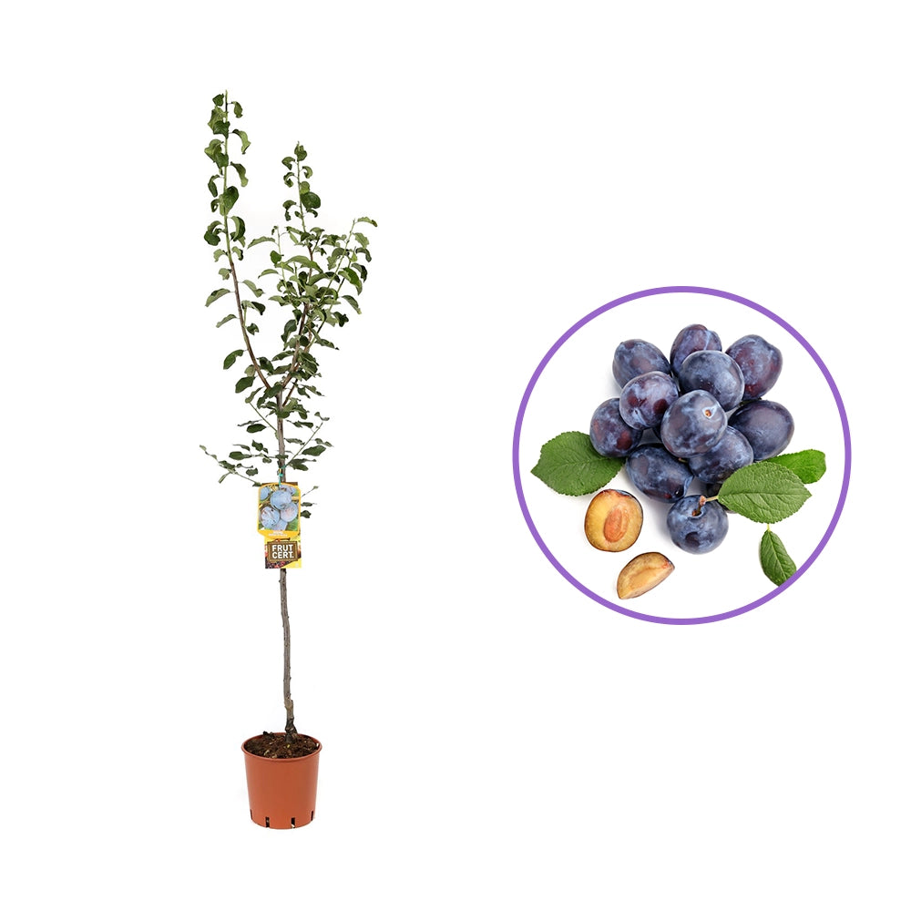 Prun Grossa Di Felisio (Prunus Domestica), cu fructe dulci mov, an 2 pe rod