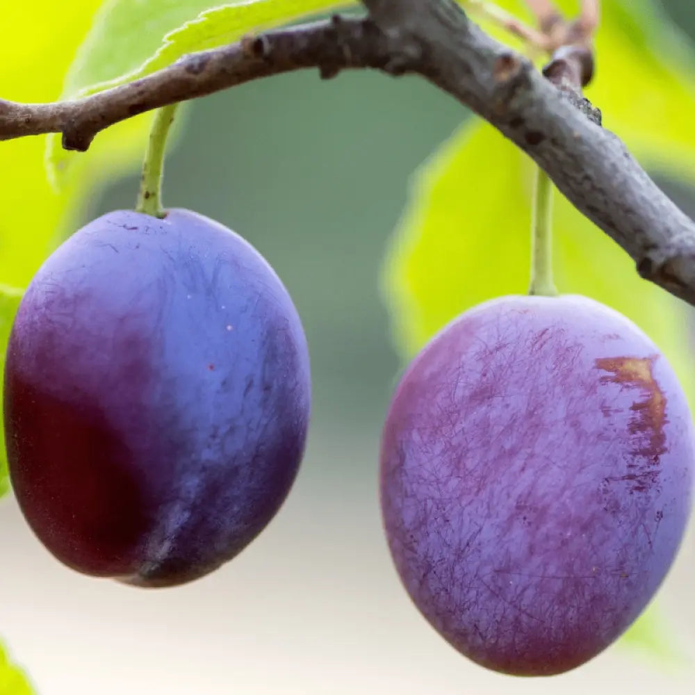 Prun Grossa Di Felisio (Prunus Domestica), cu fructe dulci mov, an 2 pe rod