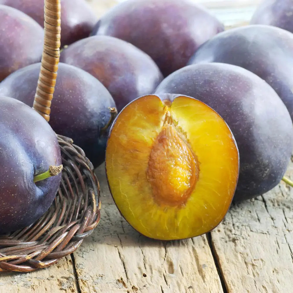 Prun President (Prunus Domestica), cu fructe dulci violet inchis, an 2 pe rod