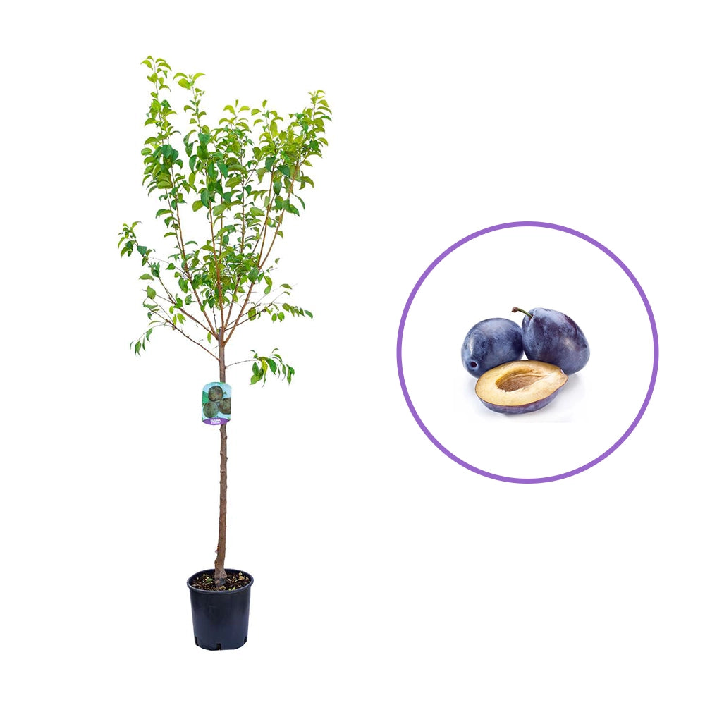 Prun President (Prunus Domestica), cu fructe dulci violet inchis, an 2 pe rod