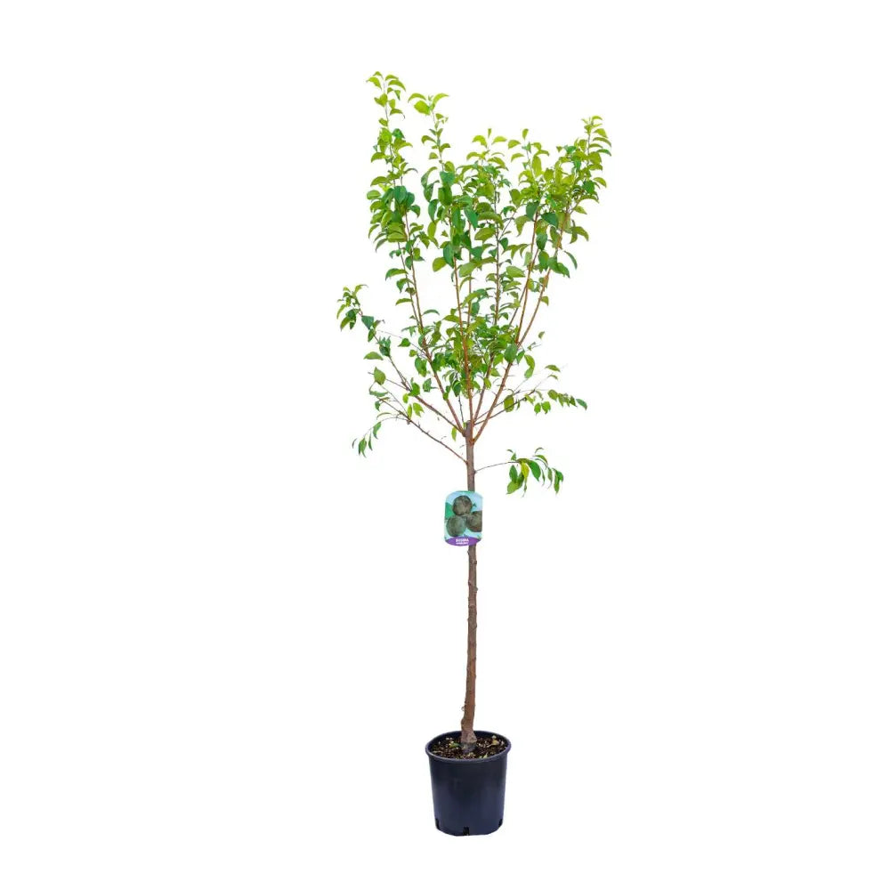Prun Black Diamond (Prunus Domestica), cu fructe dulci negre-violet, an 2 pe rod