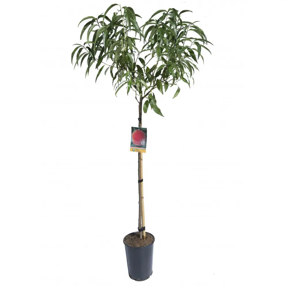 Piersic (Prunus Persica) Flavorcrest, cu fructe roz-rosii, an 2 pe rod