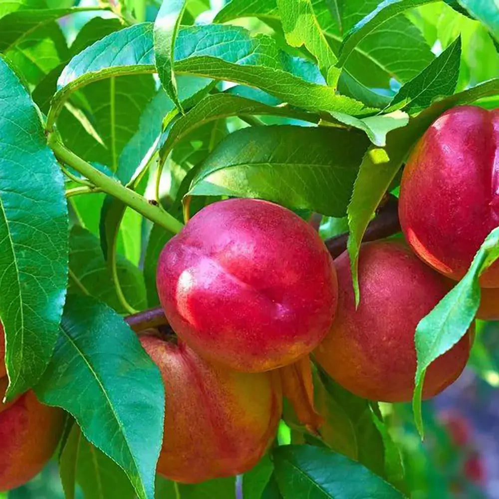 Nectarin (Prunus Persica) Noce Big Top, cu fructe burgundii-galbene, an 2 pe rod