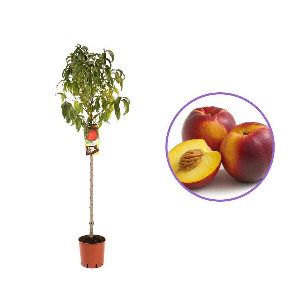 Nectarin (Prunus Persica) Noce Big Top, cu fructe burgundii-galbene, an 2 pe rod