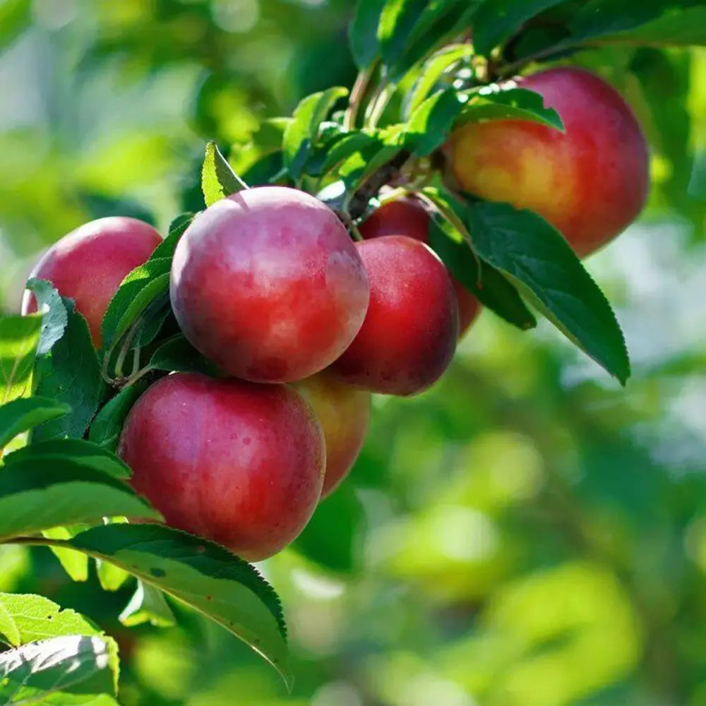 Nectarin (Prunus Persica) Noce Indipendence cu fructe rosii-galbene, an 2 pe rod